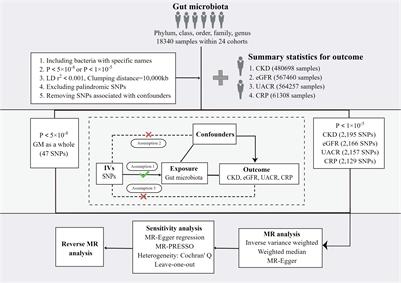 Genetic evidence supporting the causal role of gut microbiota in chronic kidney disease and chronic systemic inflammation in CKD: a bilateral two-sample Mendelian randomization study